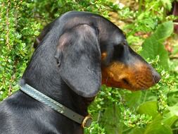 portrait of a domestic dachshund