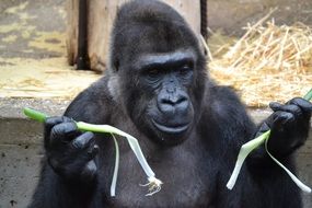 gorilla playing with plant
