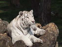 white tiger lies on a stone