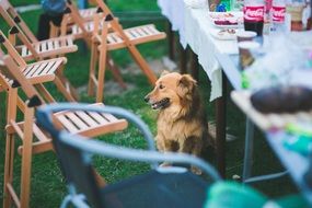 dog is sitting near the table with food on it