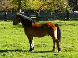 Brown Horse stays on fenced lawn