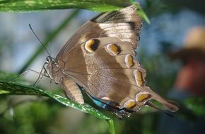 Beautiful brown butterfly sits on the plant in the garden