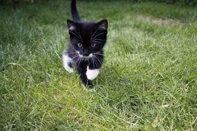 black kitten runs on green grass