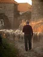 flock of sheep on a farm at sunset