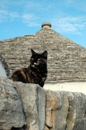 black cat in Alberobello