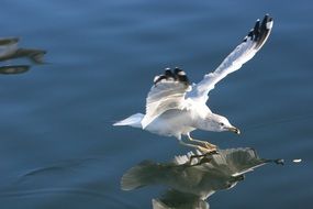 landing seagull on the water