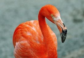 salmon flamingo in the hellabrunn zoo