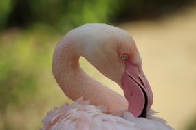 Flamingo in the zoo