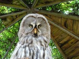 owl in a wooden arbor