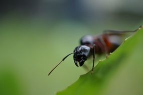 black ant on green leaf close