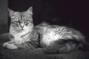 domestic cat with tricky glance in black and white background