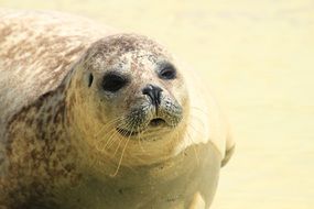 seal on the noth sea coast