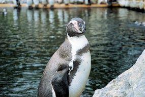 cute funny penguin in a zoo