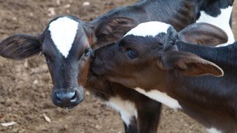 black white cute calves on the farm