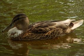 Duck swimming in a water