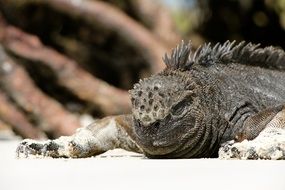 exotic lizard in the wild