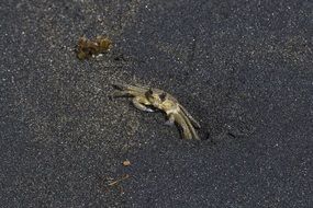 dark crab on the beach of the ocean