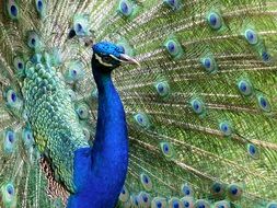 Colorful Peacock with wide open tail