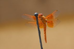 Dragonfly Flame