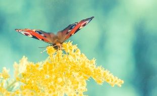 peacock butterfly on the yellow flower