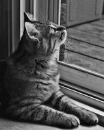 cat waiting in black and white