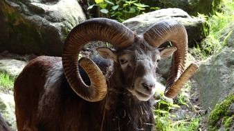 horned animal in national park