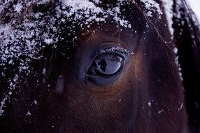 horse head in the snow