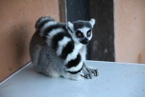 lemur on the floor near the wall
