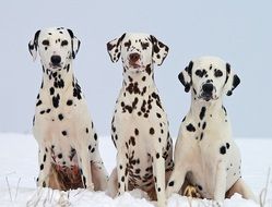 three Dalmatian Dogs sitting on snow