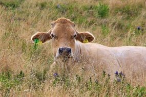 red Cow lying on meadow