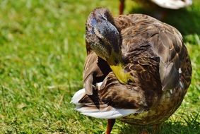 brown duck cleans feathers on a green meadow