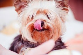 portrait of cute yorkshire terrier dog shows his tongue