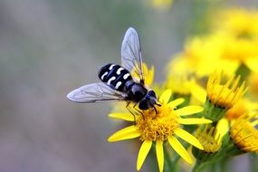 striped fly on a yellow flower