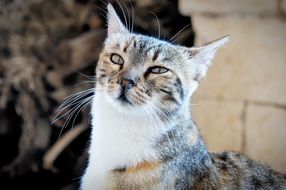curious cat with gray color