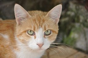 Brown Cat