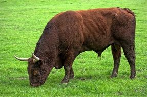 Bull on a meadow