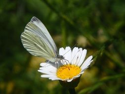 moth on a daisy on a sunny day