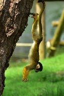 monkey is hanging on the tree