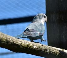 Small Parrot in the zoo