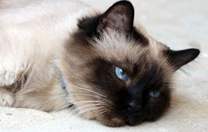 lazy domestic cat with blue eyes