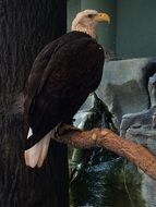 wild bald eagle at a bird show