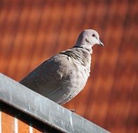 dove on the ledge of the roof