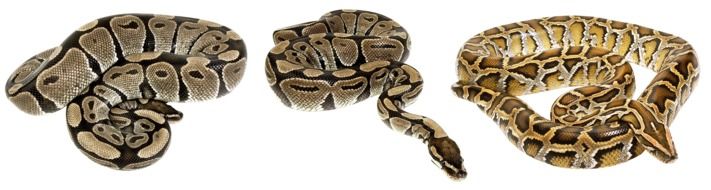 three Snakes at white background