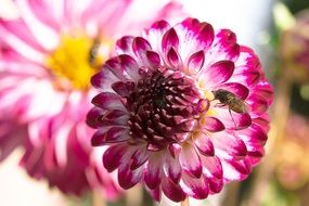 bee pollinating dahlia flower