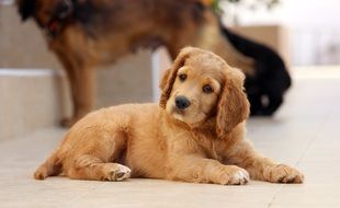 Cute colorful sitting puppy