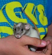 Rat-A Rodent