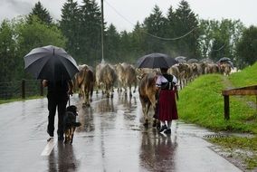 cow herd on the road