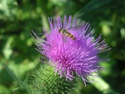 insect on the thistle