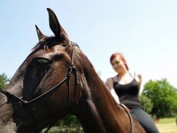 girl on a brown horse on a sunny day