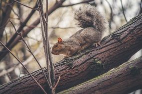 Squirrel is on a tree